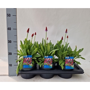 Primula vialii