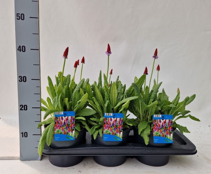 <h4>Primula vialii</h4>