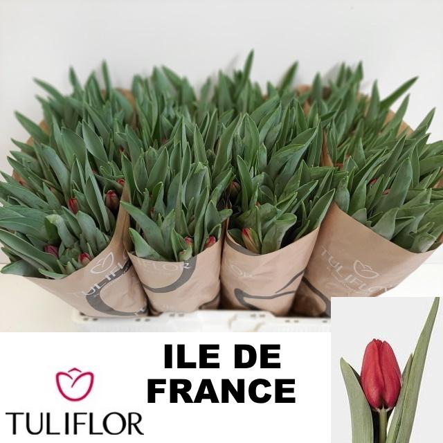 <h4>TU EN ILE DE FRANCE</h4>