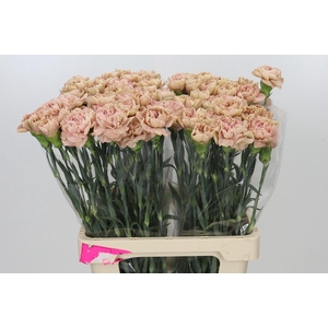 Dianthus St Lege Pink