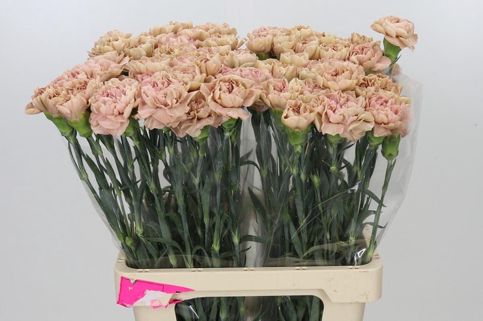 <h4>Dianthus St Lege Pink</h4>