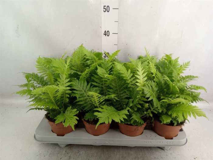 <h4>Blechnum gibbum 'Silver Lady'</h4>