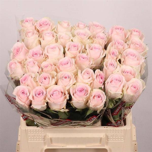 <h4>R GR REVIVAL SWEET</h4>