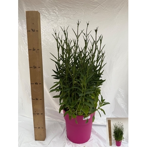 VERBE BONARIENSIS