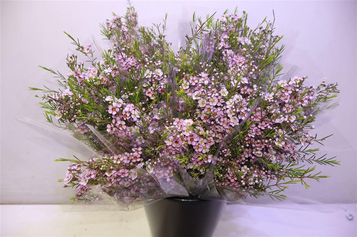 <h4>Chame Un Olivia</h4>