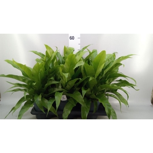 Asplenium antiquum