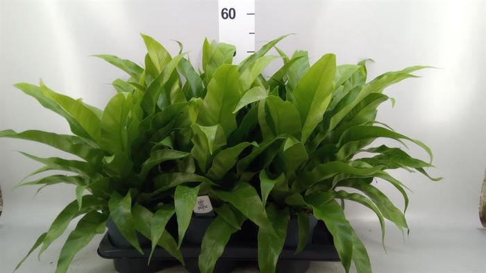<h4>Asplenium antiquum</h4>