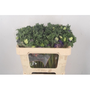 Anemone Galil Pastel