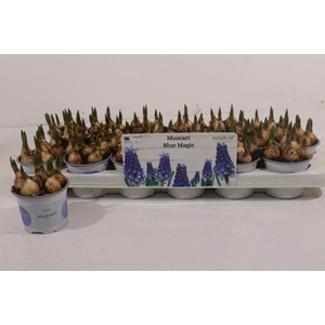 MUSCAR BLUE MAGIC