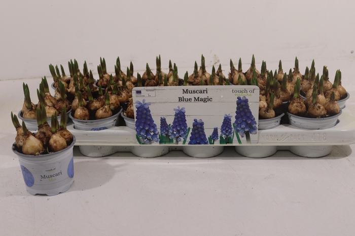 <h4>MUSCAR BLUE MAGIC</h4>