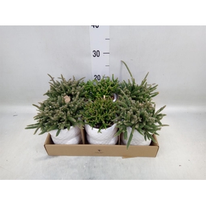 Rhipsalis   ...mix
