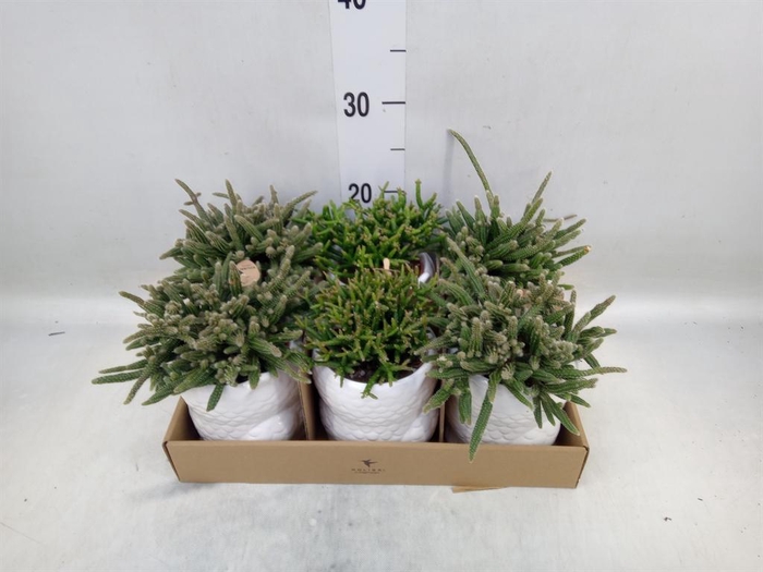 <h4>Rhipsalis   ...mix</h4>