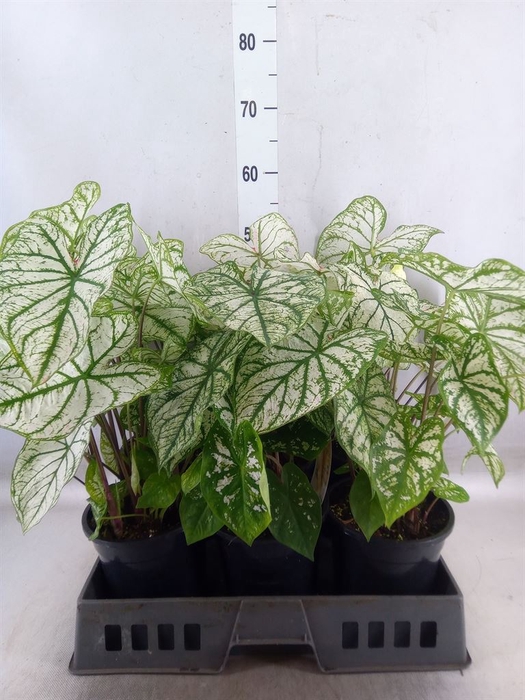 <h4>Caladium   ...</h4>