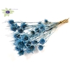Cardi Distel Natural 10pc/bunch 55cm Frosted Blue