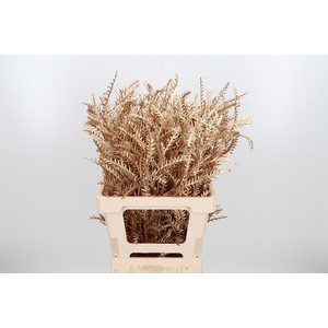 Grevilea Ivanhoe Kl Bh Antiek Goud