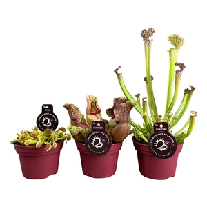 Vleesetende planten mix | 2+2 Sarracenia, 2 Dionaea