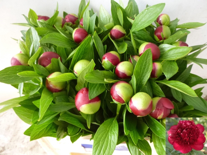 <h4>PAEO RED CHARM</h4>