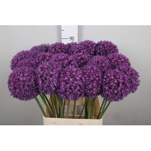 Allium Ambassador