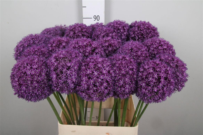<h4>Allium Ambassador</h4>