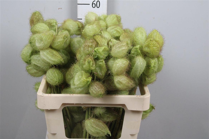 <h4>Gom Fr Moby Dick</h4>