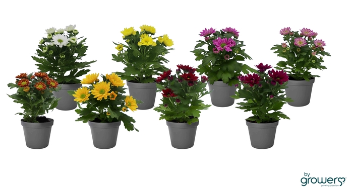 CHRYS.IND.HYBRID MINI