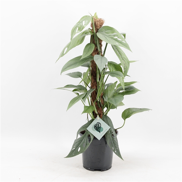 <h4>Epipremnum Pinnatum Cebu Blue mosstok</h4>