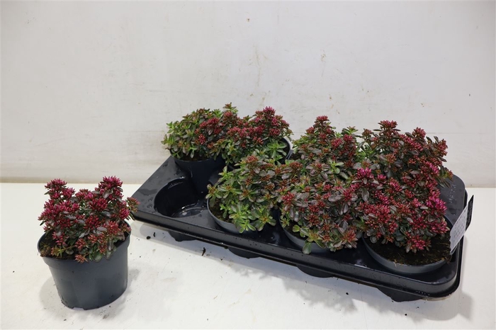 <h4>arr8 Sedum Spu Spot D Ros</h4>