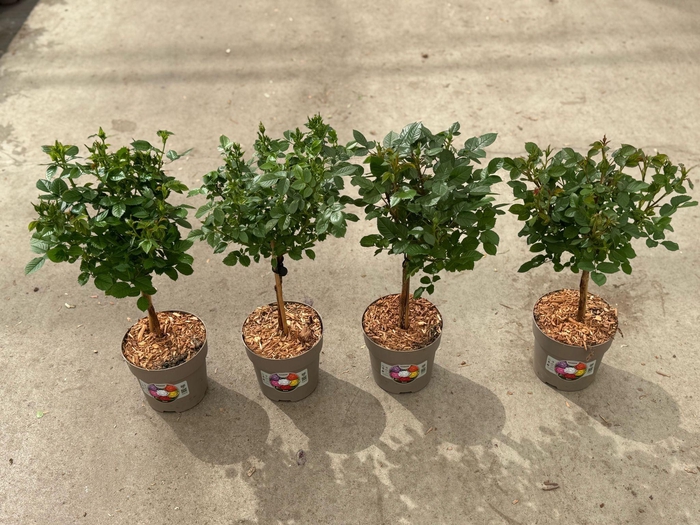 <h4>Stamrozen P15 MIX</h4>