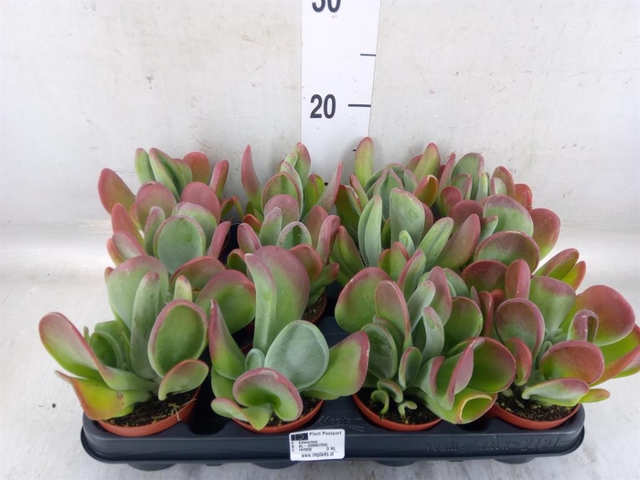 <h4>Kalanchoe NF   ...</h4>