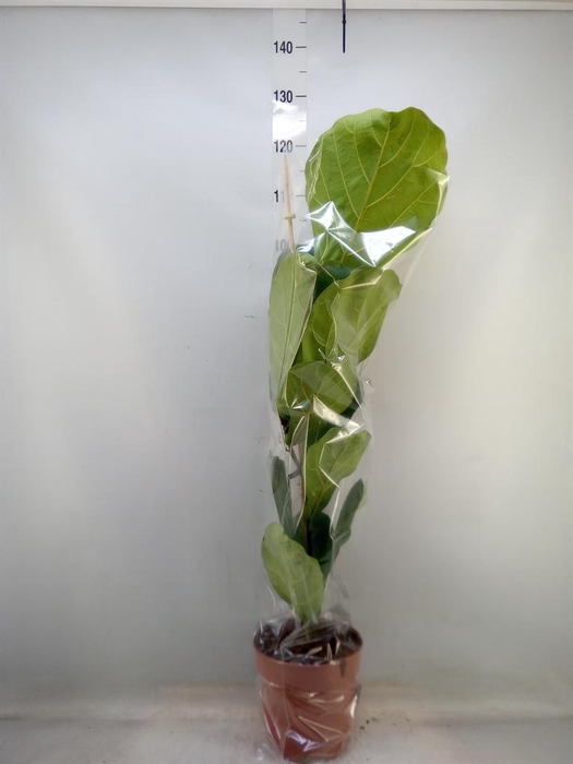 <h4>Ficus lyrata</h4>