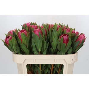 PROTEA BRENDA