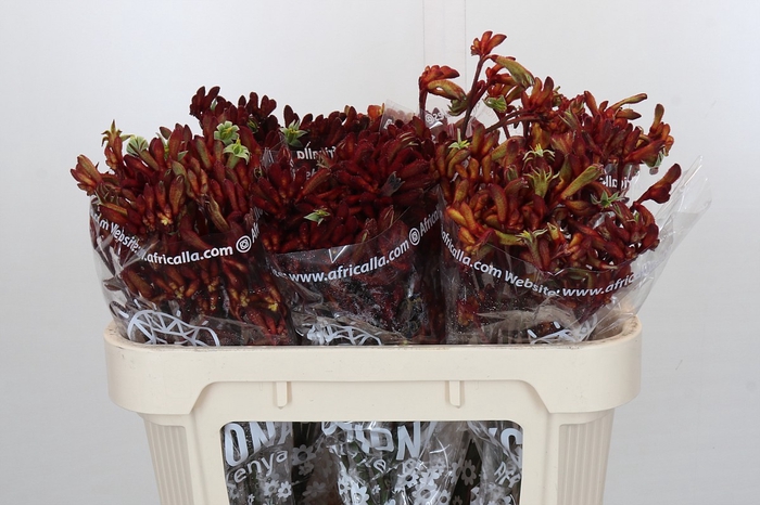 <h4>Anigozanthos Early Spring</h4>