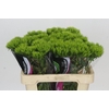 Dianthus Br Kiwi Mellow