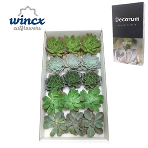 Echeveria Aqua Mix (wincx) Cutfl (5 Spcs)