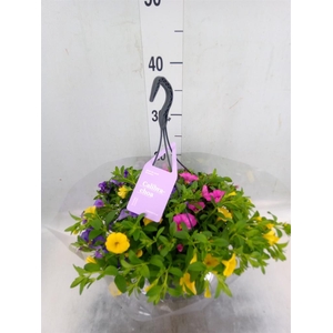 Calibrachoa  'Trixi Tricolore'