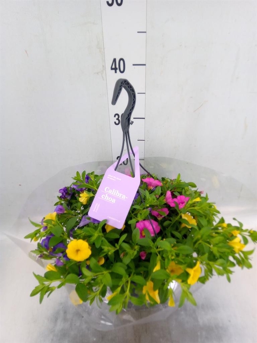 <h4>Calibrachoa 'Trixi Tricolore'</h4>