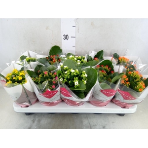 Kalanchoe blos.   ..mix 5