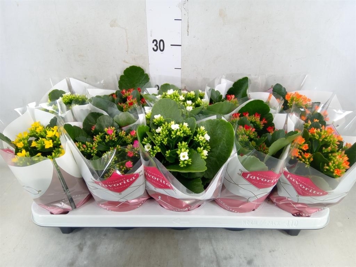 <h4>Kalanchoe blos.   ..mix 5</h4>