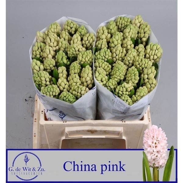 <h4>Hyacinthus orie. 'China Pink'</h4>