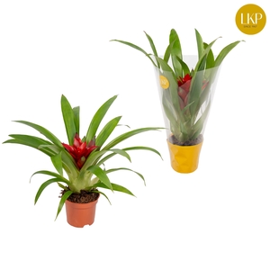 Guzmania Blitz Rood (Met Hoes)