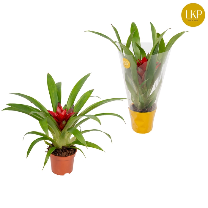 <h4>Guzmania Blitz Rood (Met Hoes)</h4>