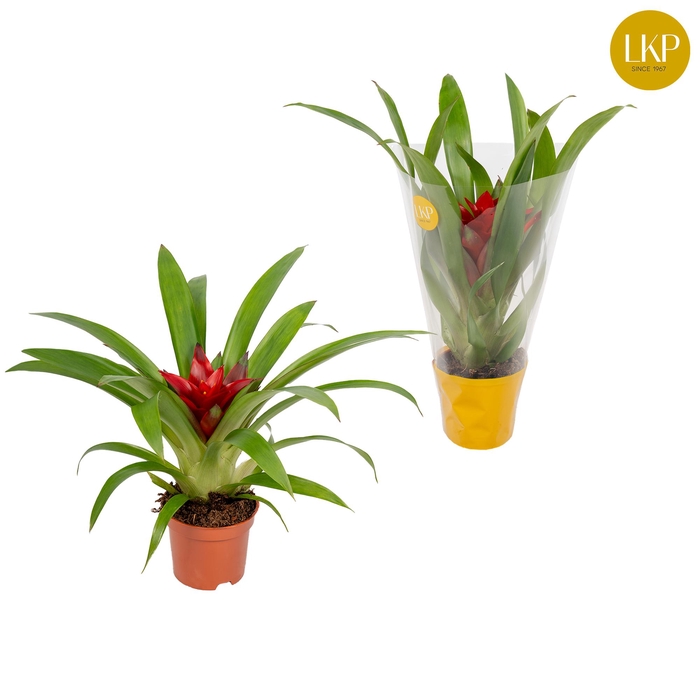 <h4>Guzmania Blitz Rood (Met Hoes)</h4>
