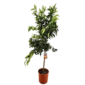Citrus clementine