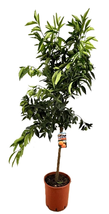 <h4>Citrus clementine</h4>