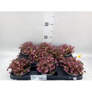 Oxalis   ...