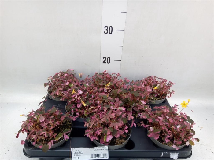 <h4>Oxalis   ...</h4>
