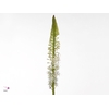 EREMURUS HIMALAICUS
