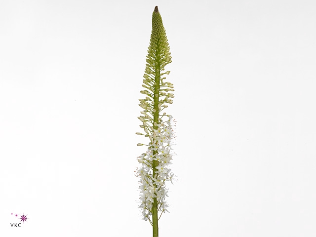 EREMURUS HIMALAICUS