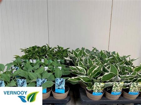 <h4>Host Ov Mixk 1 Klr Per Tray</h4>