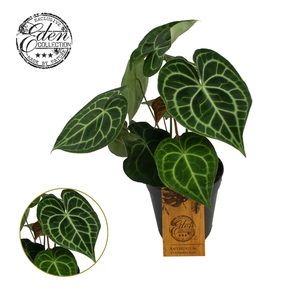 Anthurium Clarinervium 15cm